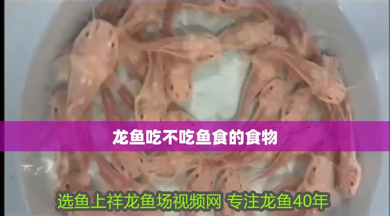 龍魚吃不吃魚食的食物 龍魚百科 第2張 龍魚吃不吃魚食的食物 龍魚吃不吃魚食的食物 龍魚百科 第2張