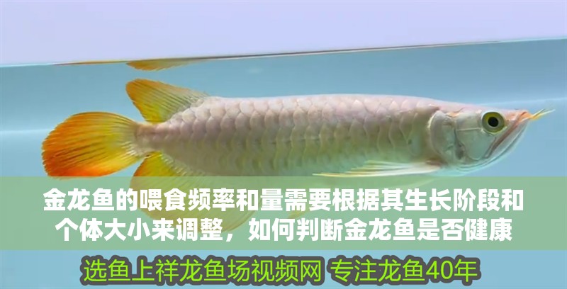 金龍魚的喂食頻率和量需要根據(jù)其生長階段和個體大小來調(diào)整，如何判斷金龍魚是否健康
