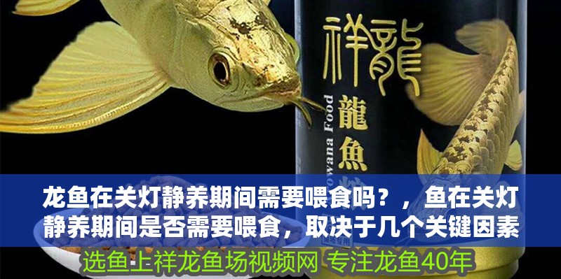龍魚在關燈靜養期間需要喂食嗎？，魚在關燈靜養期間是否需要喂食，取決于幾個關鍵因素