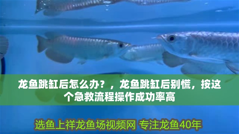 龍魚跳缸后怎么辦？，龍魚跳缸后別慌，按這個急救流程操作成功率高