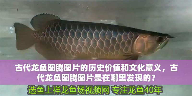 古代龍魚圖騰圖片的歷史價值和文化意義，古代龍魚圖騰圖片是在哪里發現的？