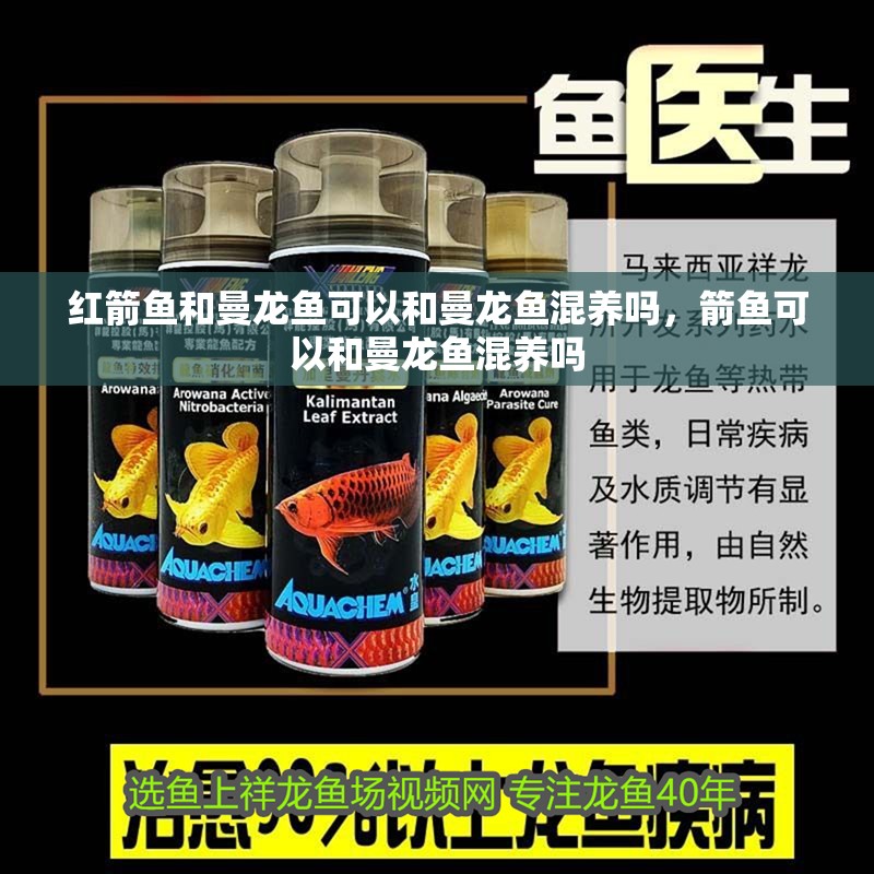 紅箭魚和曼龍魚可以和曼龍魚混養嗎，箭魚可以和曼龍魚混養嗎