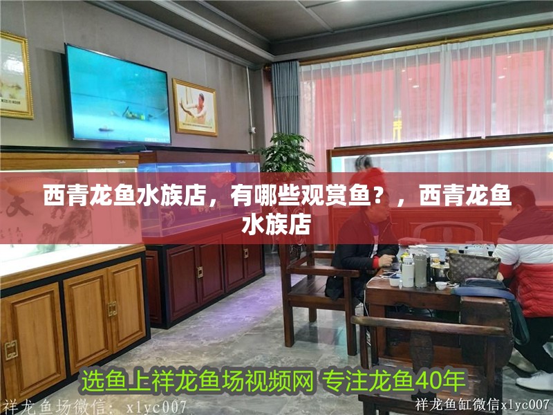 西青龍魚水族店，有哪些觀賞魚？，西青龍魚水族店