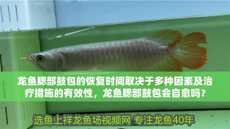 龍魚腮部鼓包的恢復時間取決于多種因素及治療措施的有效性，龍魚腮部鼓包會自愈嗎？