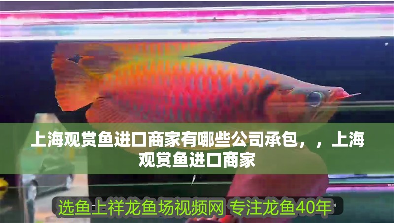 上海觀賞魚進(jìn)口商家有哪些公司承包，，上海觀賞魚進(jìn)口商家