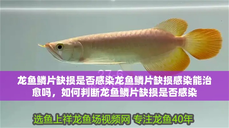 龍魚鱗片缺損是否感染龍魚鱗片缺損感染能治愈嗎，如何判斷龍魚鱗片缺損是否感染