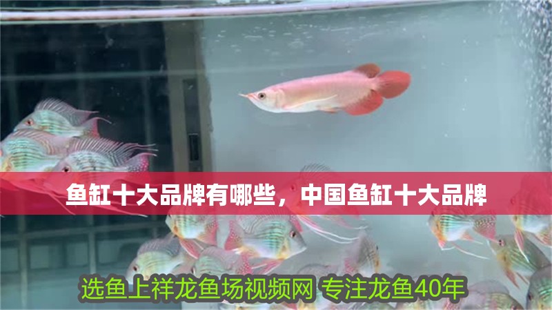 魚缸十大品牌有哪些，中國魚缸十大品牌