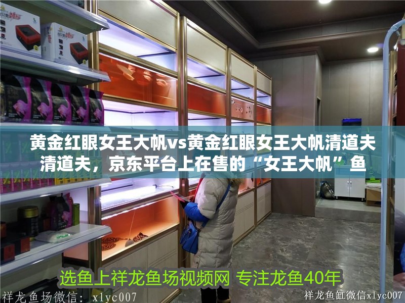 黃金紅眼女王大帆vs黃金紅眼女王大帆清道夫清道夫，京東平臺上在售的“女王大帆”魚 黃金紅眼女王大帆vs黃金紅眼女王大帆清道夫清道夫，京東平臺上在售的“女王大帆”魚 觀賞魚百科 第10張