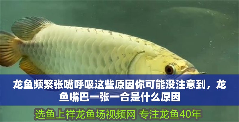 龍魚頻繁張嘴呼吸這些原因你可能沒注意到，龍魚嘴巴一張一合是什么原因