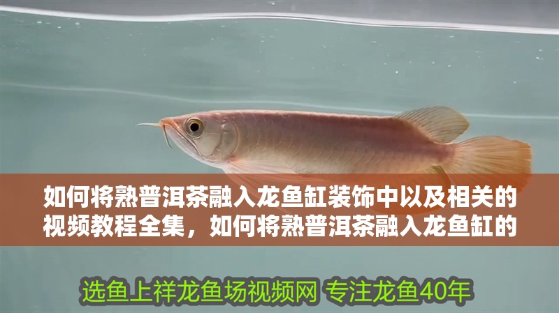 如何將熟<strong><mark>普洱</mark></strong>茶融入龍魚缸裝飾中以及相關的視頻教程全集，如何將熟<strong><mark>普洱</mark></strong>茶融入龍魚缸的裝飾中