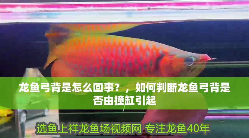 龍魚弓背是怎么回事？，如何判斷龍魚弓背是否由撞缸引起