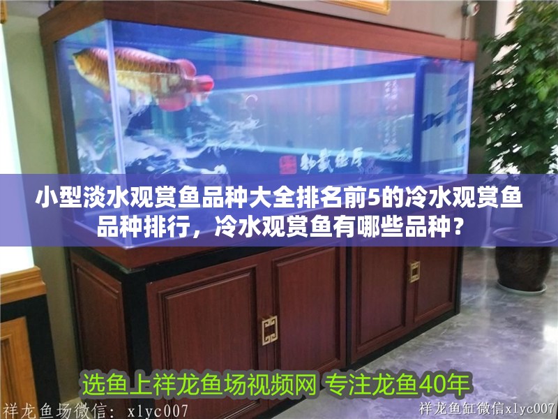小型淡水觀賞魚品種大全排名前5的冷水觀賞魚品種排行，冷水觀賞魚有哪些品種？
