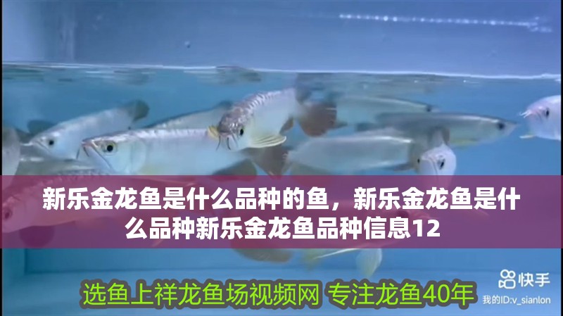 新樂金龍魚是什么品種的魚，新樂金龍魚是什么品種新樂金龍魚品種信息12