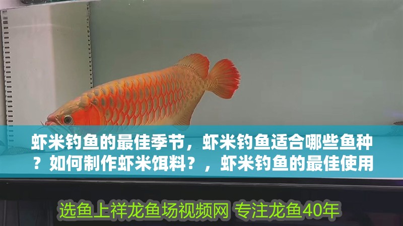 蝦米釣魚的最佳季節(jié)，蝦米釣魚適合哪些魚種？如何制作蝦米餌料？，蝦米釣魚的最佳使用方法，