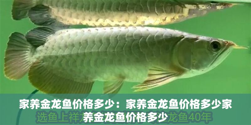 家養(yǎng)金龍魚價格多少：家養(yǎng)金龍魚價格多少家養(yǎng)金龍魚價格多少 家養(yǎng)金龍魚價格多少：家養(yǎng)金龍魚價格多少家養(yǎng)金龍魚價格多少 龍魚百科 第2張