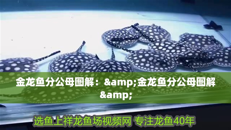 金龍魚分公母圖解：&金龍魚分公母圖解&