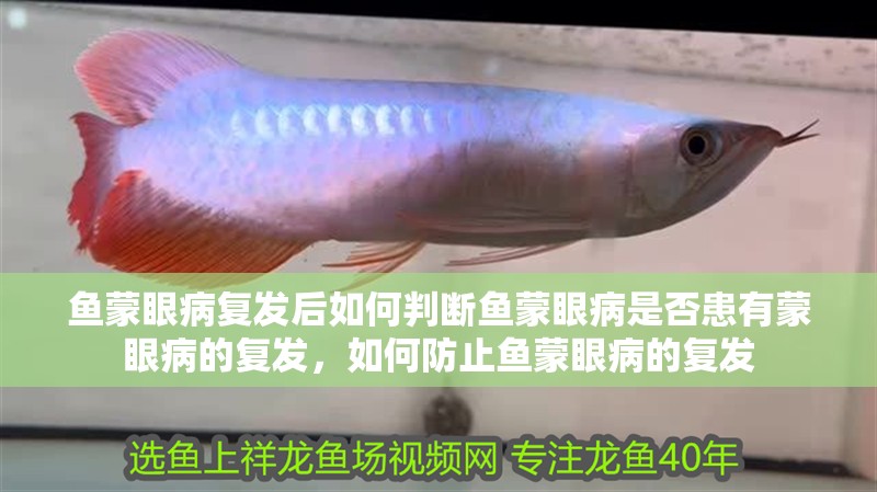 魚蒙眼病復發(fā)后如何判斷魚蒙眼病是否患有蒙眼病的復發(fā)，如何防止魚蒙眼病的復發(fā)