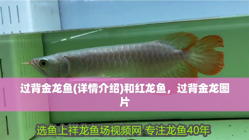 過(guò)背金龍魚(yú)(詳情介紹)和紅龍魚(yú)，過(guò)背金龍圖片