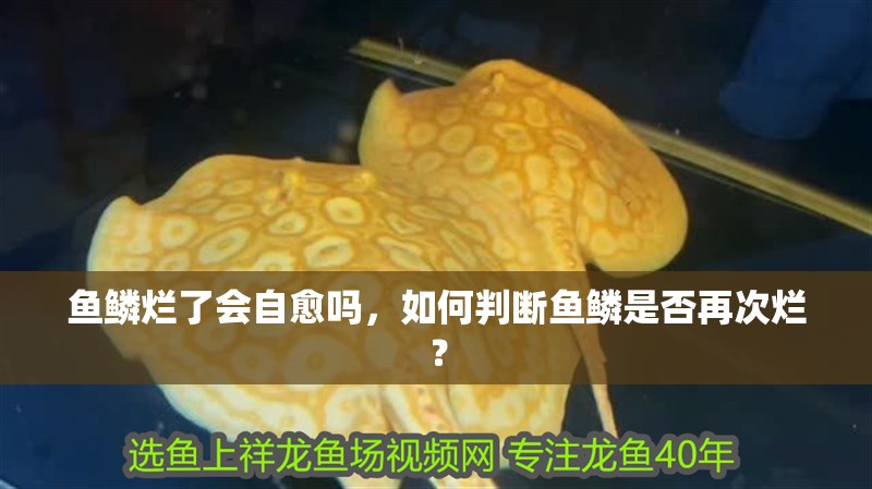 魚鱗爛了會自愈嗎，如何判斷魚鱗是否再次爛？