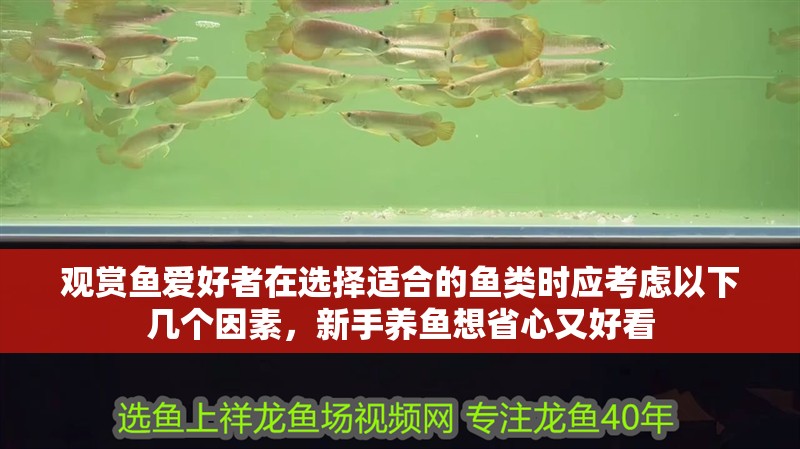 觀賞魚愛好者在選擇適合的魚類時應(yīng)考慮以下幾個因素，新手養(yǎng)魚想省心又好看