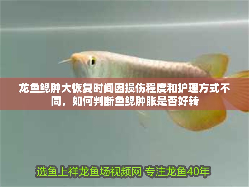 龍魚鰓腫大恢復時間因損傷程度和護理方式不同，如何判斷魚鰓腫脹是否好轉