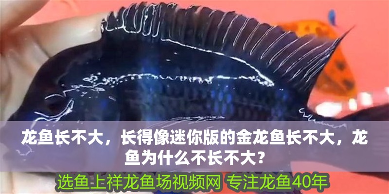 龍魚長不大，長得像迷你版的金龍魚長不大，龍魚為什么不長不大？