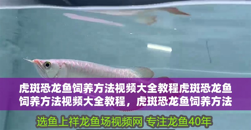 虎斑恐龍魚飼養方法視頻大全教程虎斑恐龍魚飼養方法視頻大全教程，虎斑恐龍魚飼養方法視頻