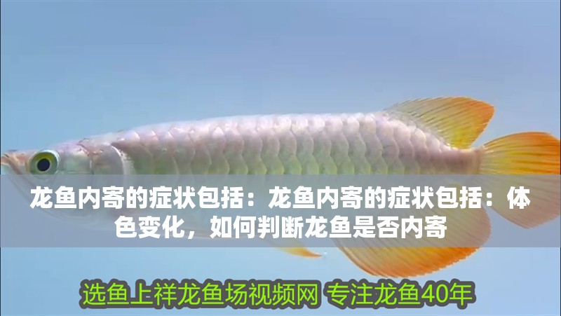 龍魚內寄的癥狀包括：龍魚內寄的癥狀包括：體色變化，如何判斷龍魚是否內寄