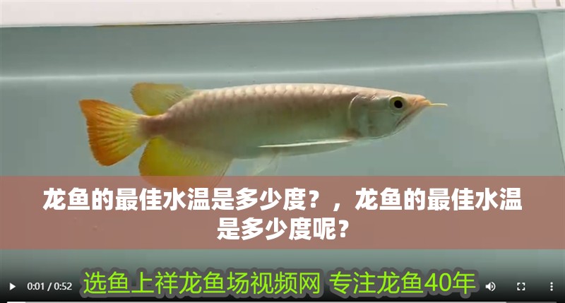 龍魚的最佳水溫是多少度?,龍魚的最佳水溫是多少度呢? 觀賞魚百科 第2張 龍魚的最佳水溫是多少度?,龍魚的最佳水溫是多少度呢? 龍魚的最佳水溫是多少度?,龍魚的最佳水溫是多少度呢? 觀賞魚百科 第2張