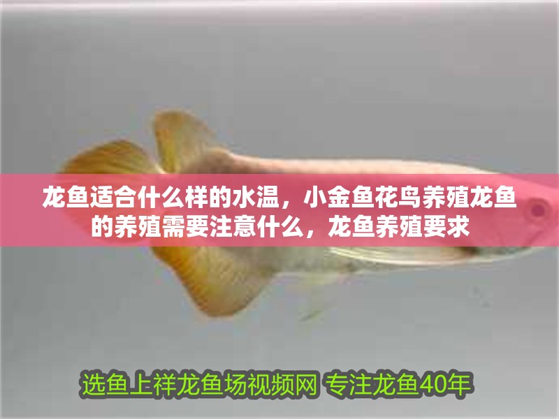 龍魚適合什么樣的水溫，小金魚花鳥養殖龍魚的養殖需要注意什么，龍魚養殖要求