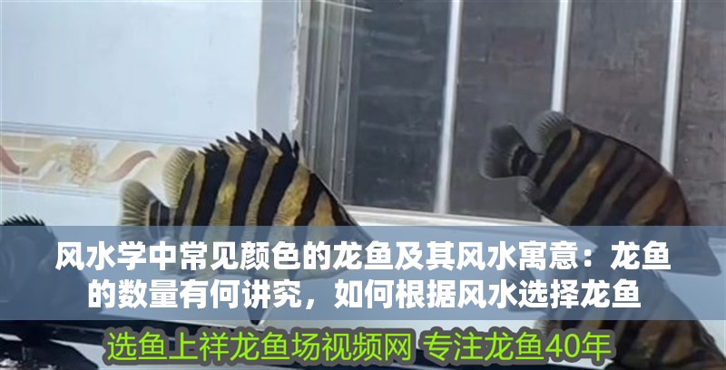 風水學中常見顏色的龍魚及其風水寓意：龍魚的數量有何講究，如何根據風水選擇龍魚