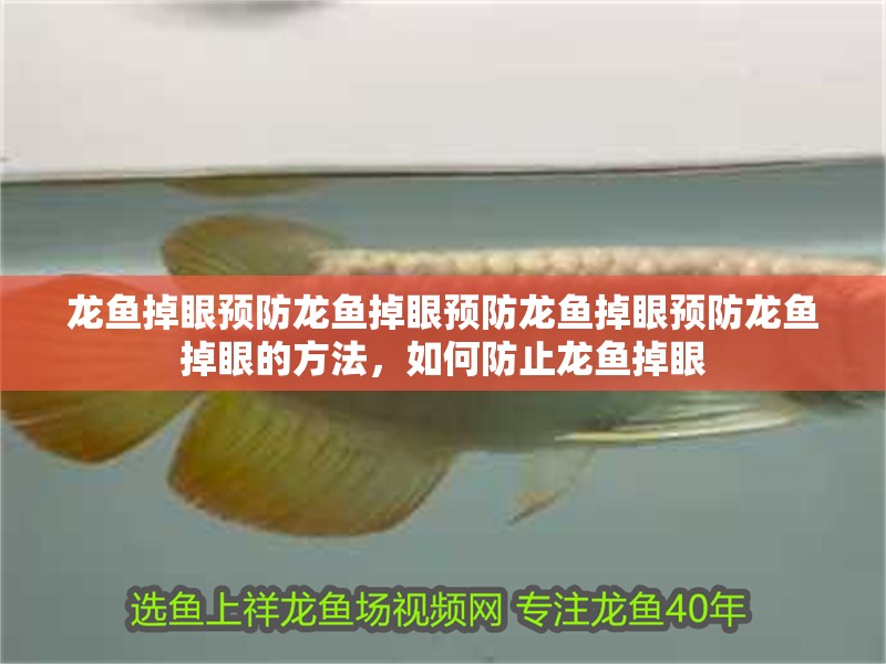 龍魚掉眼預防龍魚掉眼預防龍魚掉眼預防龍魚掉眼的方法，如何防止龍魚掉眼