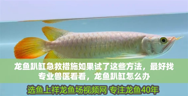 龍魚趴缸急救措施如果試了這些方法，最好找專業獸醫看看，龍魚趴缸怎么辦