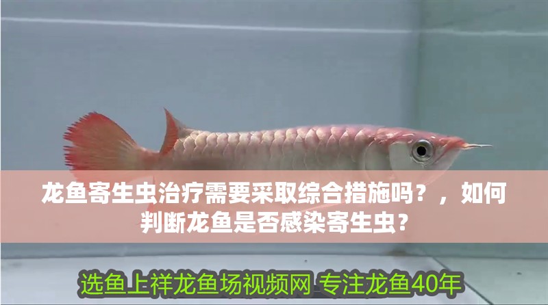 龍魚寄生蟲治療需要采取綜合措施嗎？，如何判斷龍魚是否感染寄生蟲？