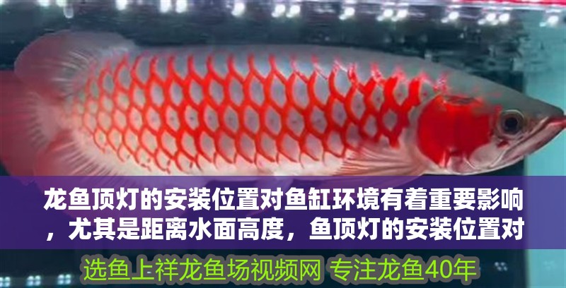 龍魚頂燈的安裝位置對魚缸環境有著重要影響，尤其是距離水面高度，魚頂燈的安裝位置對魚缸環境有著重要影響，尤其是距離水面的高度