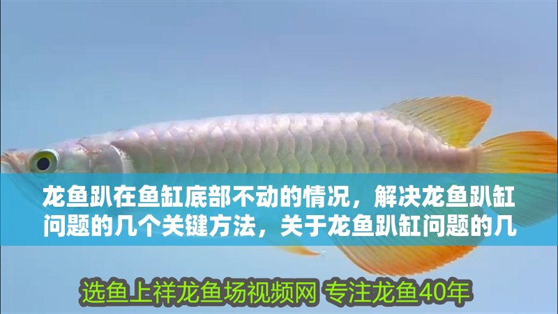 龍魚趴在魚缸底部不動的情況，解決龍魚趴缸問題的幾個關鍵方法，關于龍魚趴缸問題的幾個關鍵方法