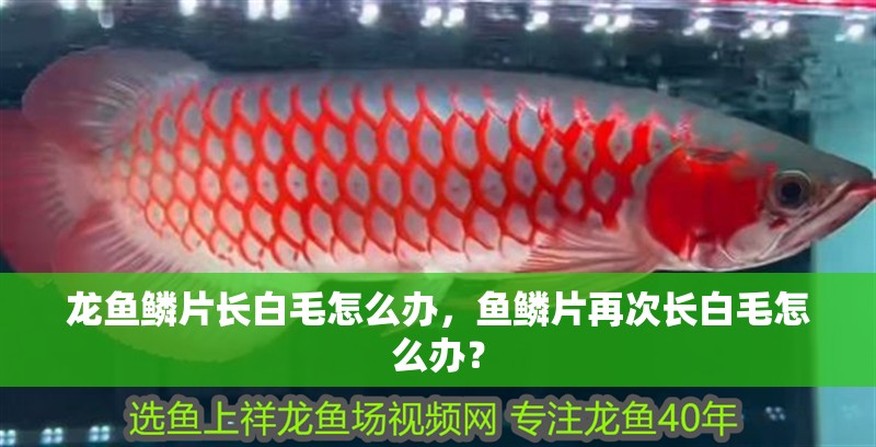龍魚鱗片長白毛怎么辦，魚鱗片再次長白毛怎么辦？