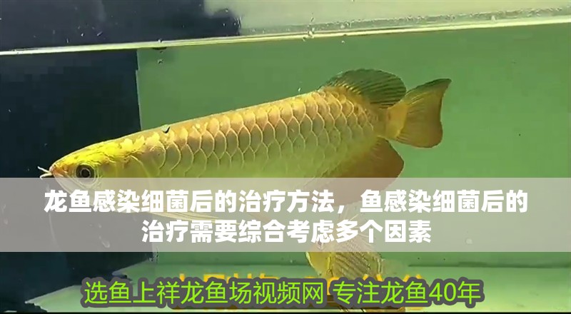 龍魚感染細菌后的治療方法，魚感染細菌后的治療需要綜合考慮多個因素
