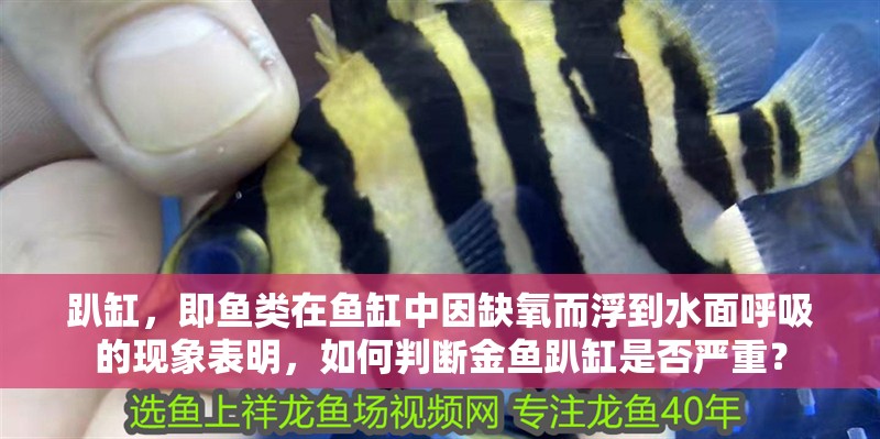 趴缸，即魚類在魚缸中因缺氧而浮到水面呼吸的現象表明，如何判斷金魚趴缸是否嚴重？