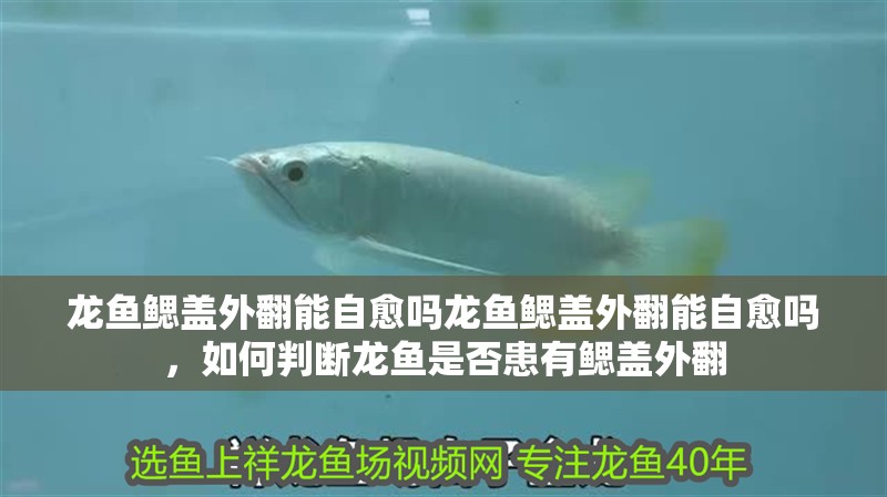 龍魚鰓蓋外翻能自愈嗎龍魚鰓蓋外翻能自愈嗎，如何判斷龍魚是否患有鰓蓋外翻