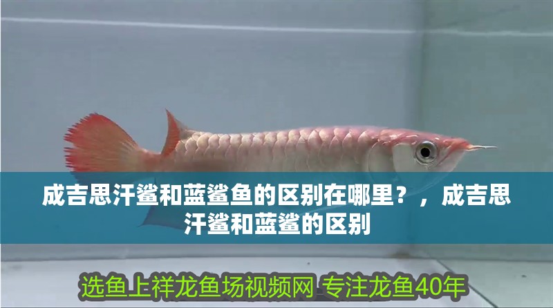 成吉思汗鯊和藍鯊魚的區別在哪里？，成吉思汗鯊和藍鯊的區別