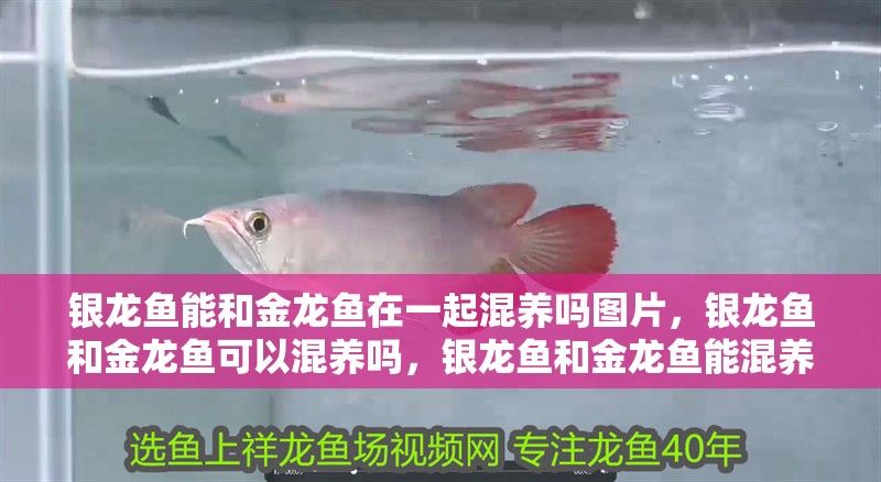 銀龍魚能和金龍魚在一起混養嗎圖片，銀龍魚和金龍魚可以混養嗎，銀龍魚和金龍魚能混養嗎