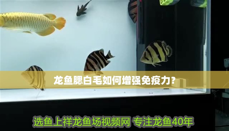 龍魚腮白毛如何增強免疫力？