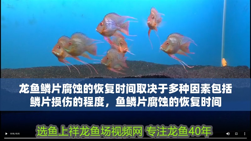 龍魚鱗片腐蝕的恢復時間取決于多種因素包括鱗片損傷的程度，魚鱗片腐蝕的恢復時間