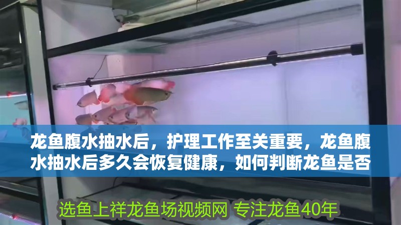 龍魚腹水抽水后，護理工作至關重要，龍魚腹水抽水后多久會恢復健康，如何判斷龍魚是否恢復健康