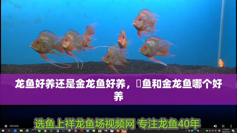 龍魚好養還是金龍魚好養，魟魚和金龍魚哪個好養