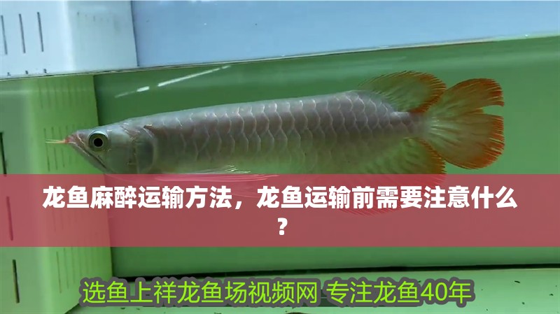 龍魚麻醉運輸方法，龍魚運輸前需要注意什么？