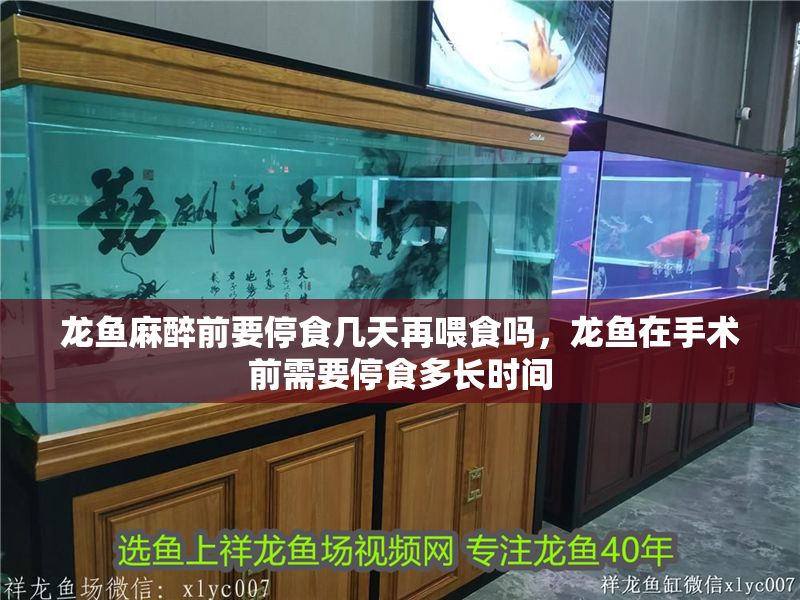 龍魚麻醉前要停食幾天再喂食嗎，龍魚在手術前需要停食多長時間