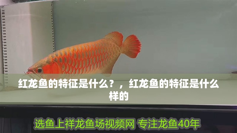 紅龍魚的特征是什么？，紅龍魚的特征是什么樣的