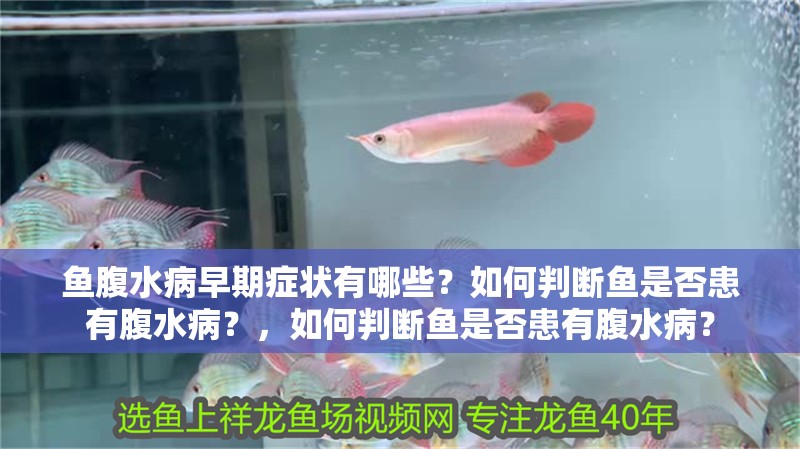 魚腹水病早期癥狀有哪些？如何判斷魚是否患有腹水病？，如何判斷魚是否患有腹水病？